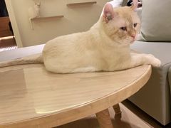 -猫腻·猫咖·撸猫馆(星光大道店)