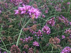 -羊亭河湿地公园