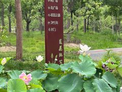 -莲花池公园