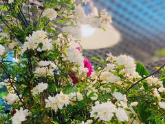 -双季花艺园艺市场(浦东店)
