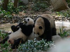 -成都动物园