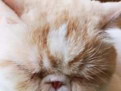 -CAT’S MEWSTAR CAFE·喵星球猫屋(晴湾咖啡店)