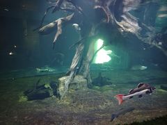 -华夏文旅海洋公园