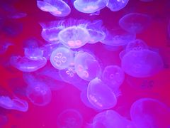 -沈阳海洋探索中心