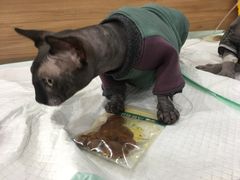 -爱侣宠医·鹦鹉专科·小型哺乳类·异宠专科(灵石路店)