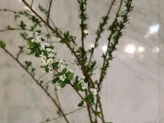 -双季花艺园艺市场(浦东店)