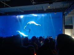 -芜湖新华联大白鲸海洋公园