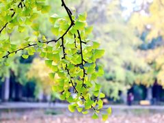 -四川大学(华西校区)