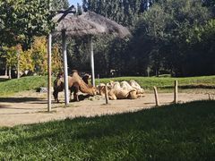 -北京野生动物园