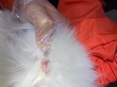 -深圳野生动物园宠物医院(西湖林语店)