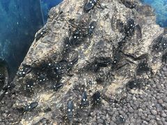 -上海大自然野生昆虫馆