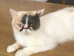 -平行世界·猫咖(首经贸店)
