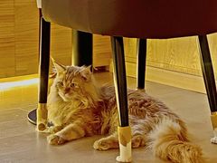 -猫腻·猫咖·撸猫馆(星光大道店)