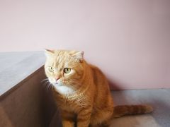 -猫儿山۰猫主题餐厅