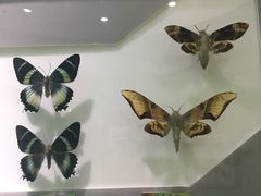 -上海昆虫博物馆