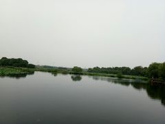 -荷塘月色湿地公园·向阳花洲