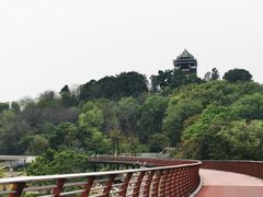 -王借岗森林公园