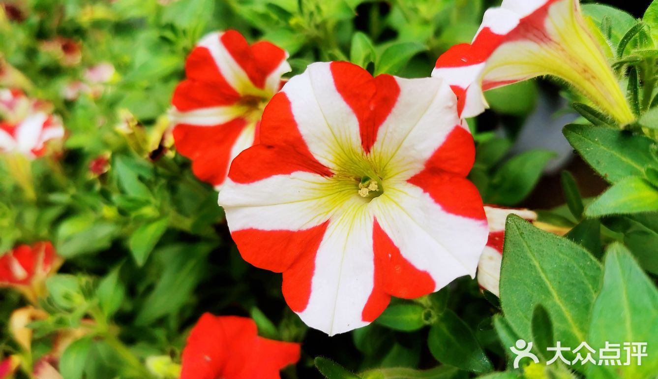 繁花似锦觅安宁