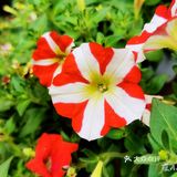 繁花似锦觅安宁