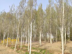 -东郊湿地公园
