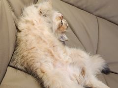 -翊宠yipet猫狗购宠庄园犬舍•猫舍