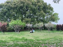 -上海共青森林公园