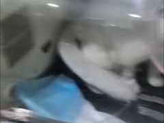 -瑞派名望志远动物医院·猫科·內科·异宠专科(直港大道店)