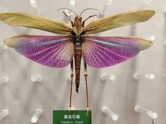 -国家自然博物馆