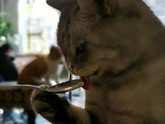 -平行世界·猫咖(首经贸店)