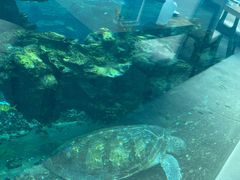 -海棠湾洲际-涛·海底餐厅·美人鱼·自助餐·海底隧道