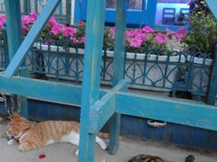 DSC02898-Sirena海妖日咖夜酒