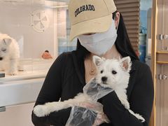 -翊宠yipet猫狗购宠庄园