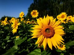 -长白岛森林公园