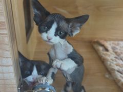 -山宅一喵德文卷毛猫舍