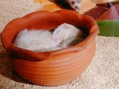 -萌宠奇缘