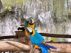 -清迈夜间动物园