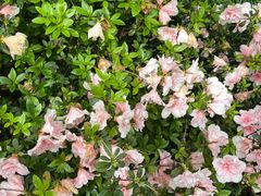 -成都杜甫草堂博物馆