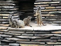 -阿提斯皇家动物园