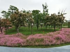 -春花秋色城市公园