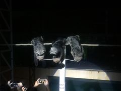 -清迈夜间动物园
