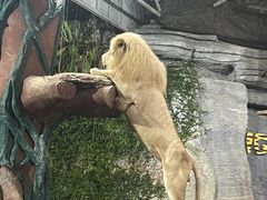 -清迈夜间动物园