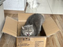 -瑞鹏宠物医院·夜间急症·心超·猫科(祖庙分店)