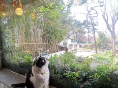 -海边的猫和咖啡馆