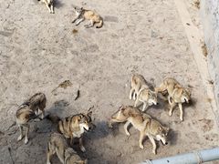 -西霞口神雕山野生动物世界