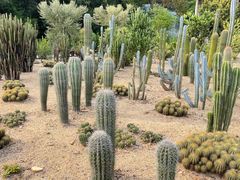 -深圳仙湖植物园
