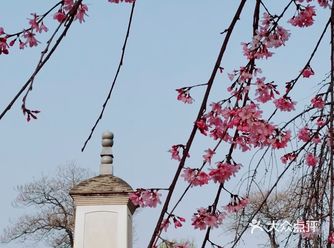 2021年3月12日青龙寺樱花花情播报