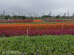-芒洲湿地公园