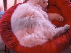 -Babycat私家御饼屋(龙头路一店)