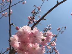 -天适樱花悠乐园