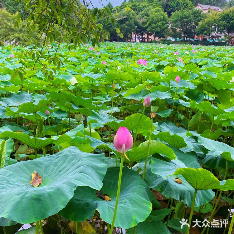 乐山拍照圣地｜荷花味的夏天☀️